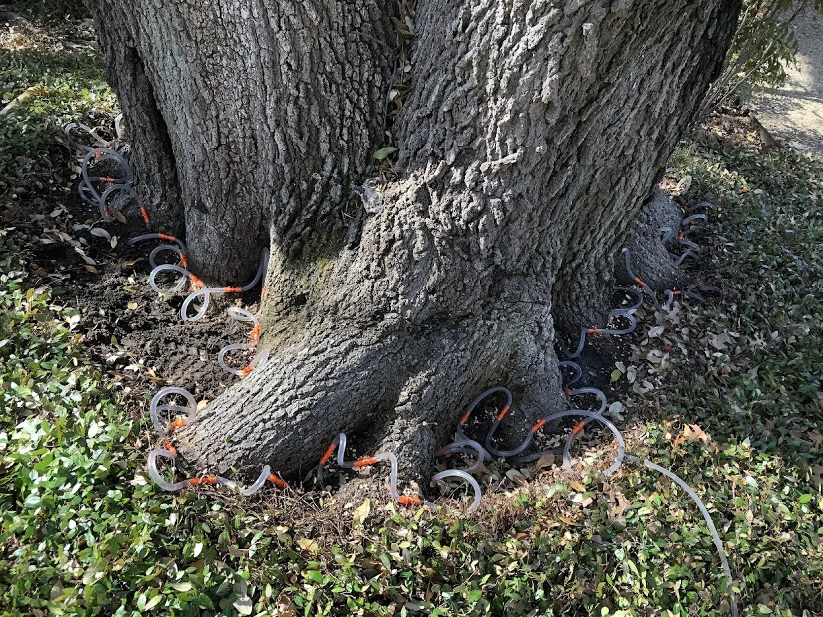 Detailed Tree Cabling and Bracing job site in Alexander City