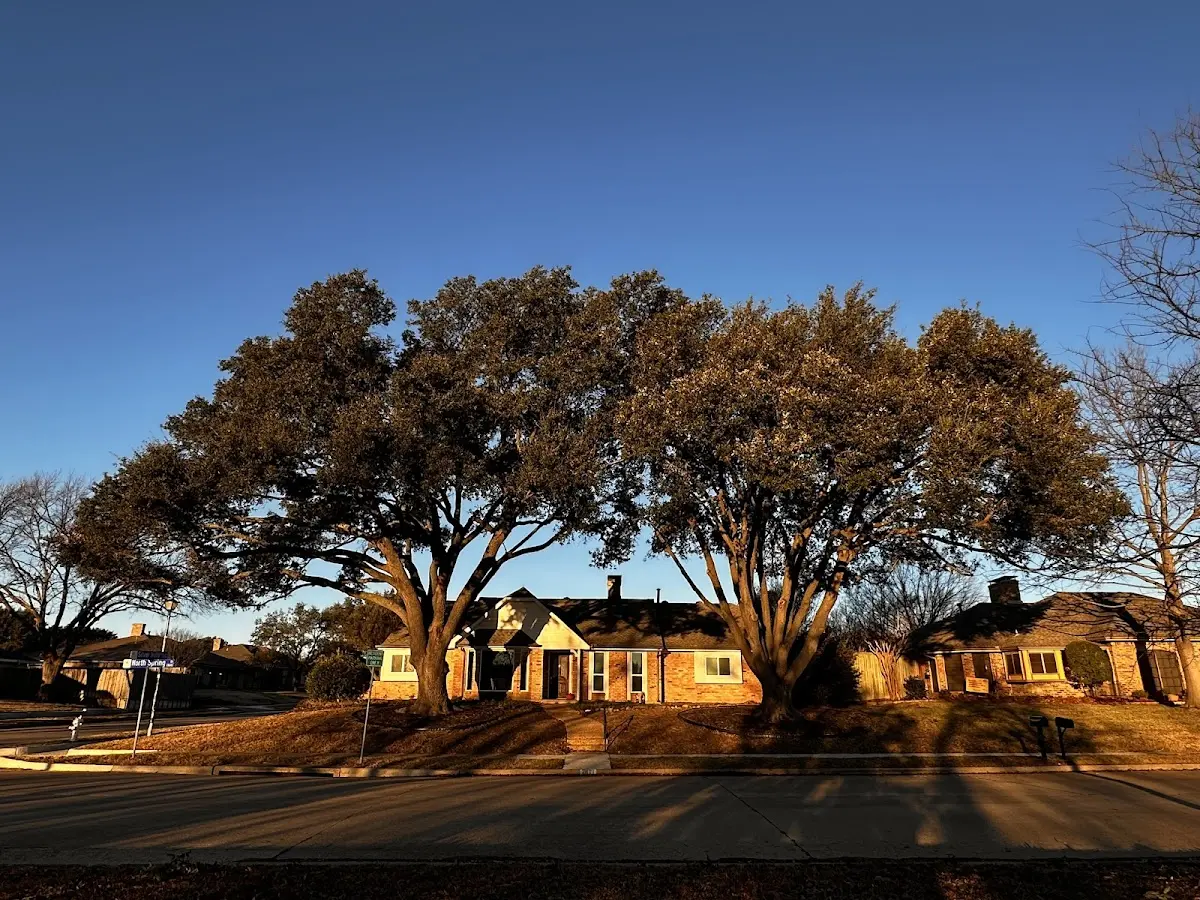 Established residential canopy tree shading a home in Alexander City